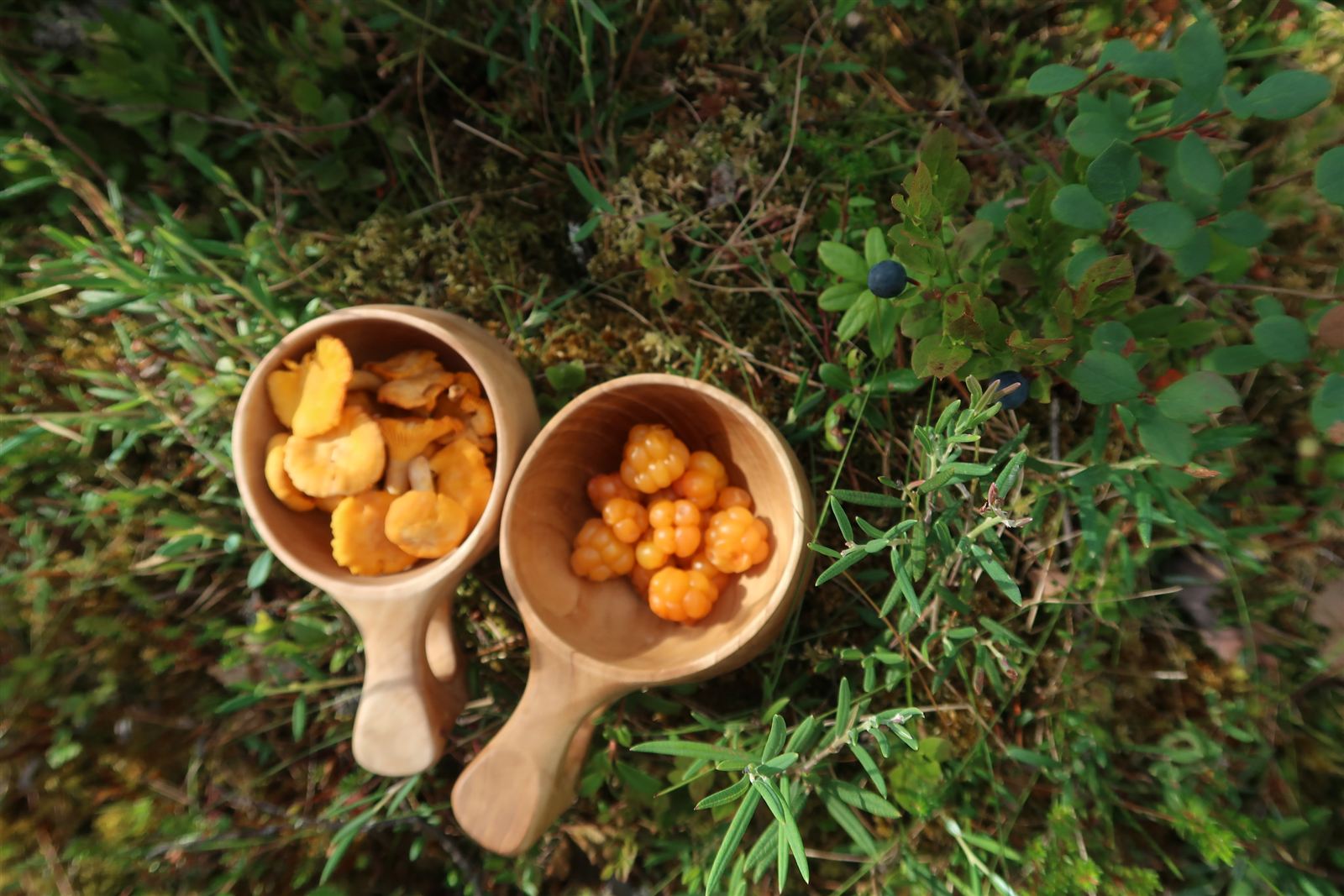 Cloudberries and mushrooms from the forest